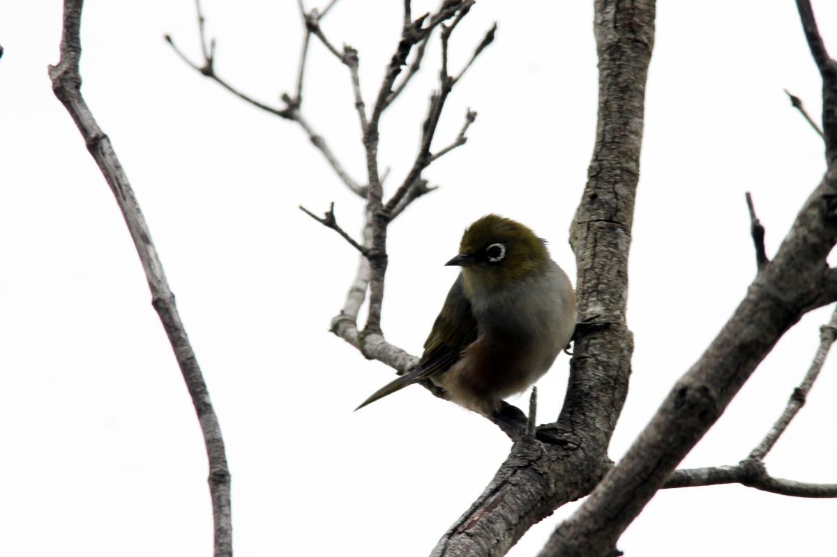 Silvereye (Zosterops lateralis)